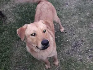 Cachorro raça Mestiça de Labrador idade 2 anos nome Sara