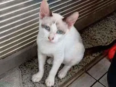 Gato ra a SRD idade 2 a 6 meses nome Shaisa