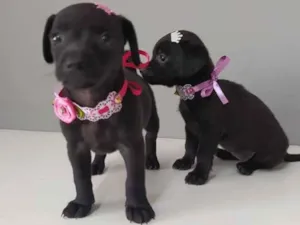 Cachorro raça SRD-ViraLata idade Abaixo de 2 meses nome Simone e Simaria