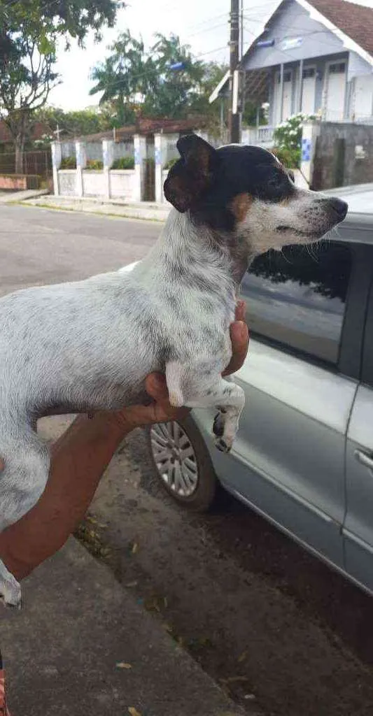 Cachorro ra a Fox Paulistinha idade 6 ou mais anos nome Cristal