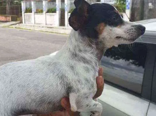 Cachorro ra a Fox Paulistinha idade 6 ou mais anos nome Cristal