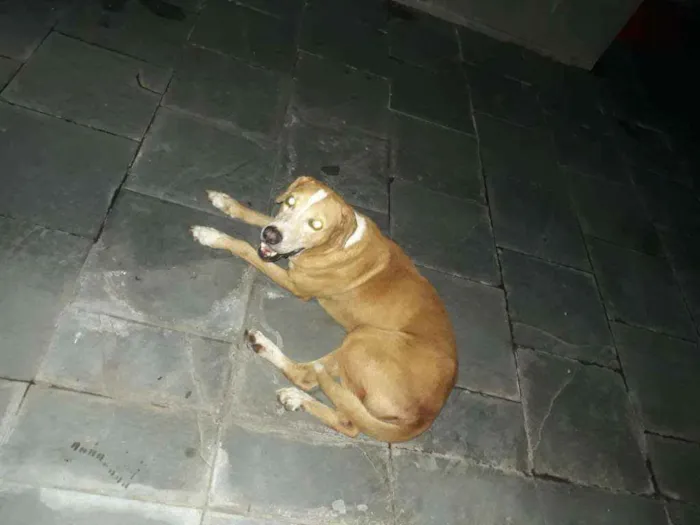 Cachorro ra a Srd idade  nome Perdido