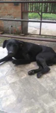 Negão