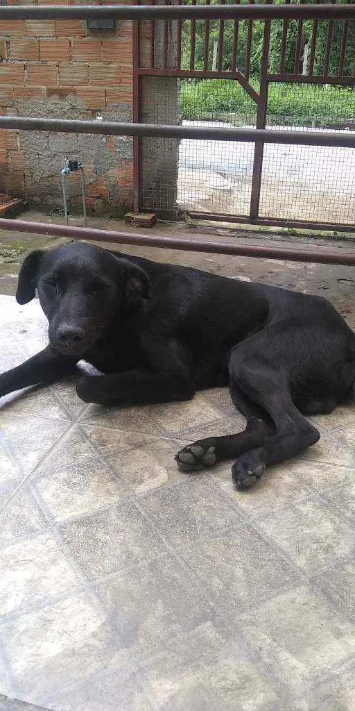Cachorro raça Veralata  idade 2 anos nome Negão