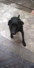 Negão
