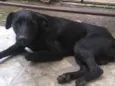 Negão