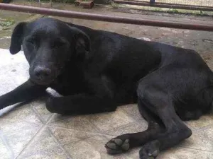Cachorro raça Veralata  idade 2 anos nome Negão