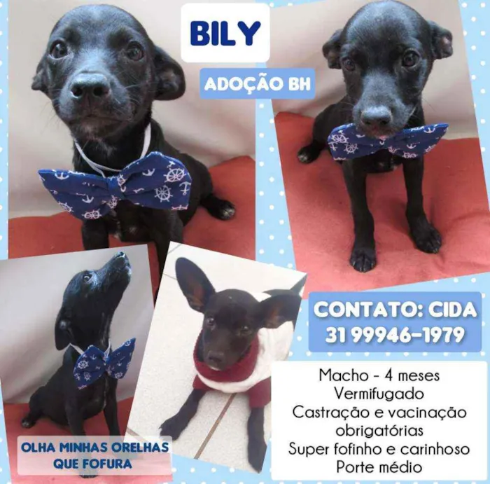 Cachorro raça Srd idade 2 a 6 meses nome Bily