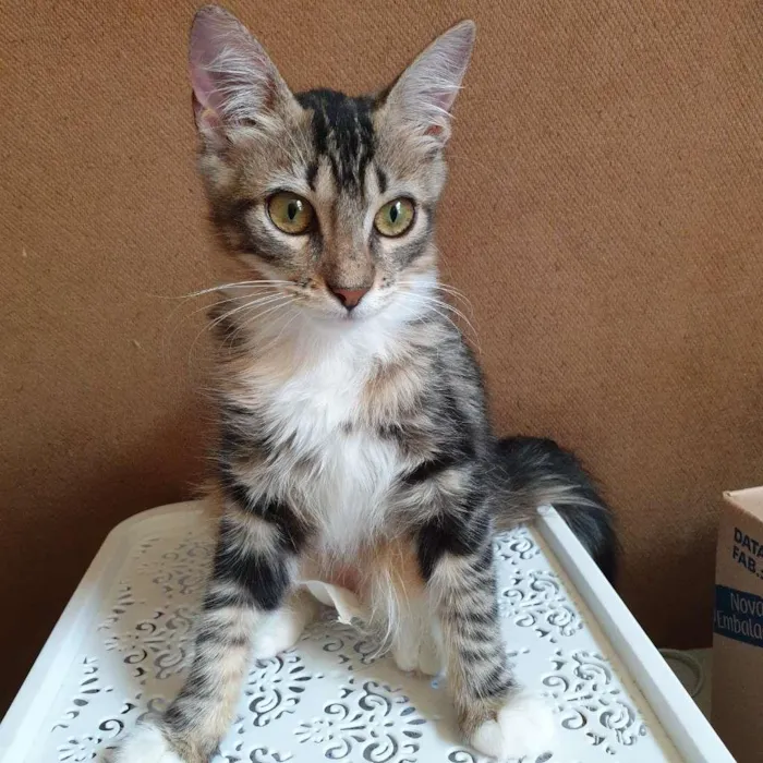 Gato raça Mistura Bengal idade 2 a 6 meses nome Sem Nome