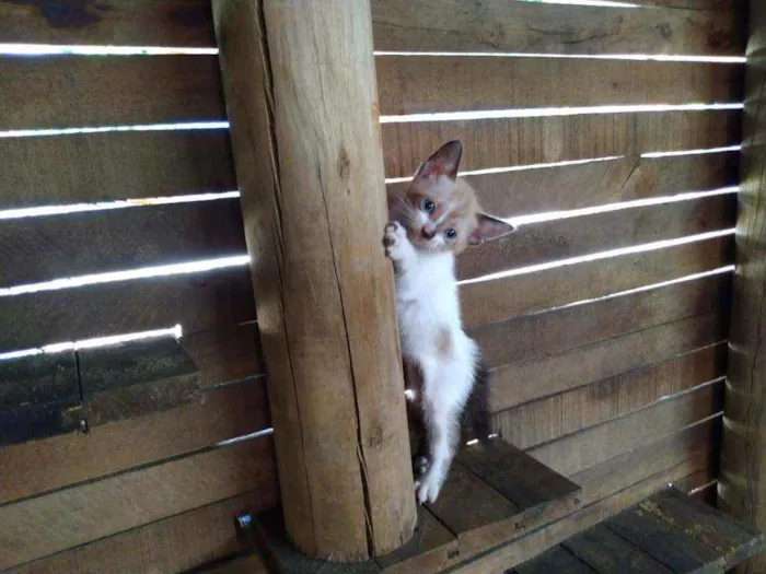 Gato raça SRD idade 2 a 6 meses nome sem nomes