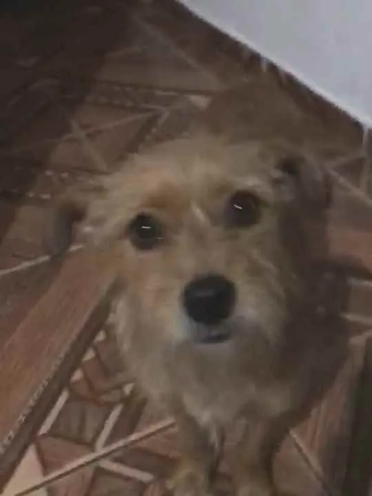 Cachorro raça  idade 2 anos nome Billy 