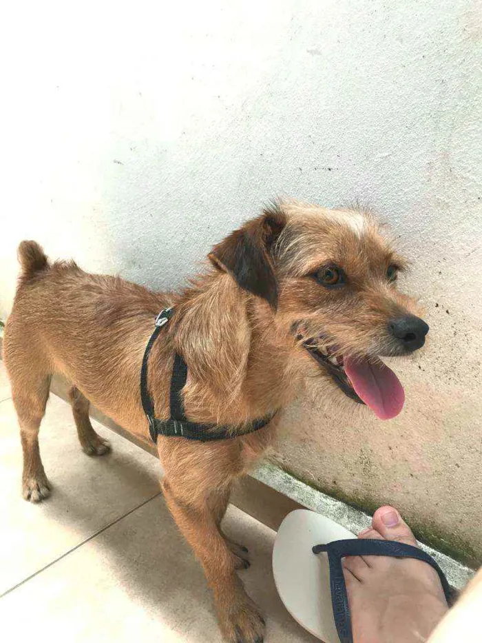 Cachorro raça  idade 2 anos nome Billy 