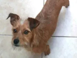 Cachorro raça  idade 2 anos nome Billy 