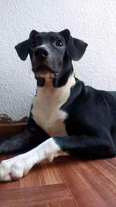 Cachorro ra a Labrador com vira lata idade 7 a 11 meses nome Raul