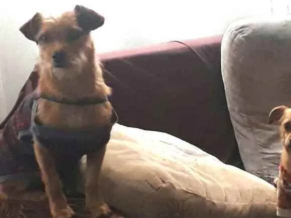 Cachorro raça  idade 2 anos nome Billy 