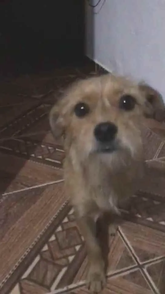Cachorro raça  idade 2 anos nome Billy 