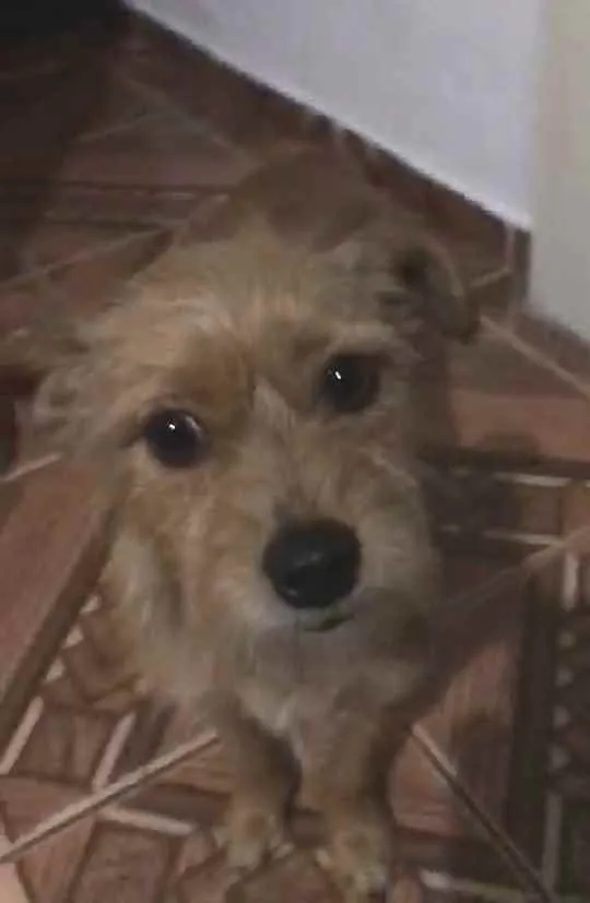 Cachorro raça  idade 2 anos nome Billy 