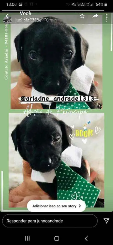 Cachorro ra a srd idade Abaixo de 2 meses nome bebes