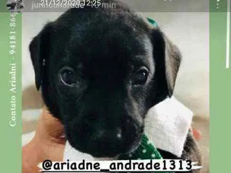 Cachorro ra a srd idade Abaixo de 2 meses nome bebes