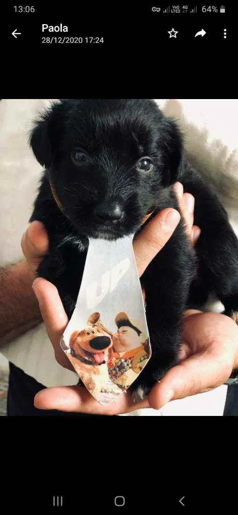 Cachorro ra a srd idade Abaixo de 2 meses nome bebes