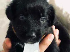 Cachorro raça srd idade Abaixo de 2 meses nome bebes