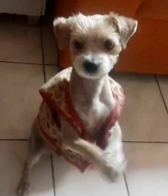 Cachorro ra a Mestiço  idade 2 a 6 meses nome Theo 