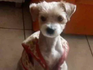 Cachorro raça Mestiço  idade 2 a 6 meses nome Theo 