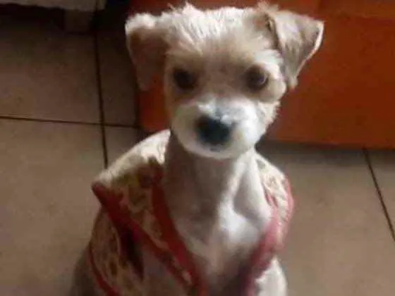Cachorro ra a Mestiço  idade 2 a 6 meses nome Theo 