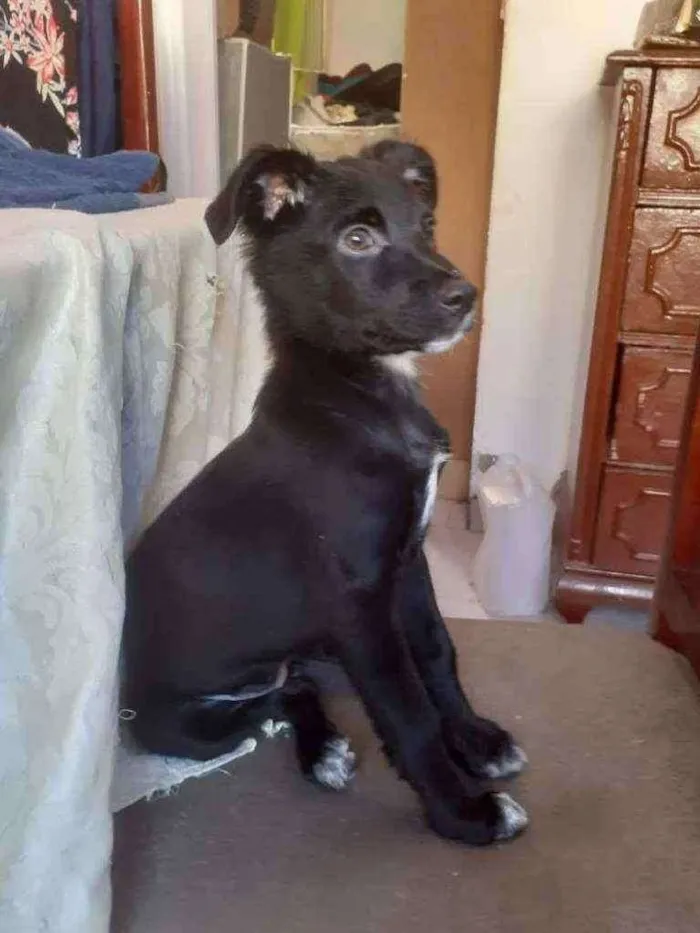 Cachorro ra a Srd idade 2 a 6 meses nome Granola