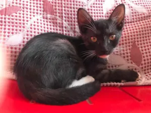 Gato raça Srd idade Abaixo de 2 meses nome Estrela castrada
