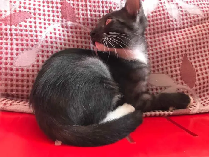 Gato raça Srd idade Abaixo de 2 meses nome Estrela castrada