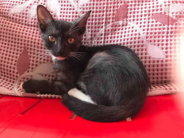 Gato raça Srd idade Abaixo de 2 meses nome Estrela castrada