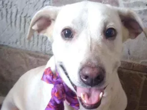Cachorro raça Mestiça  (labrador) idade 4 anos nome Akira 