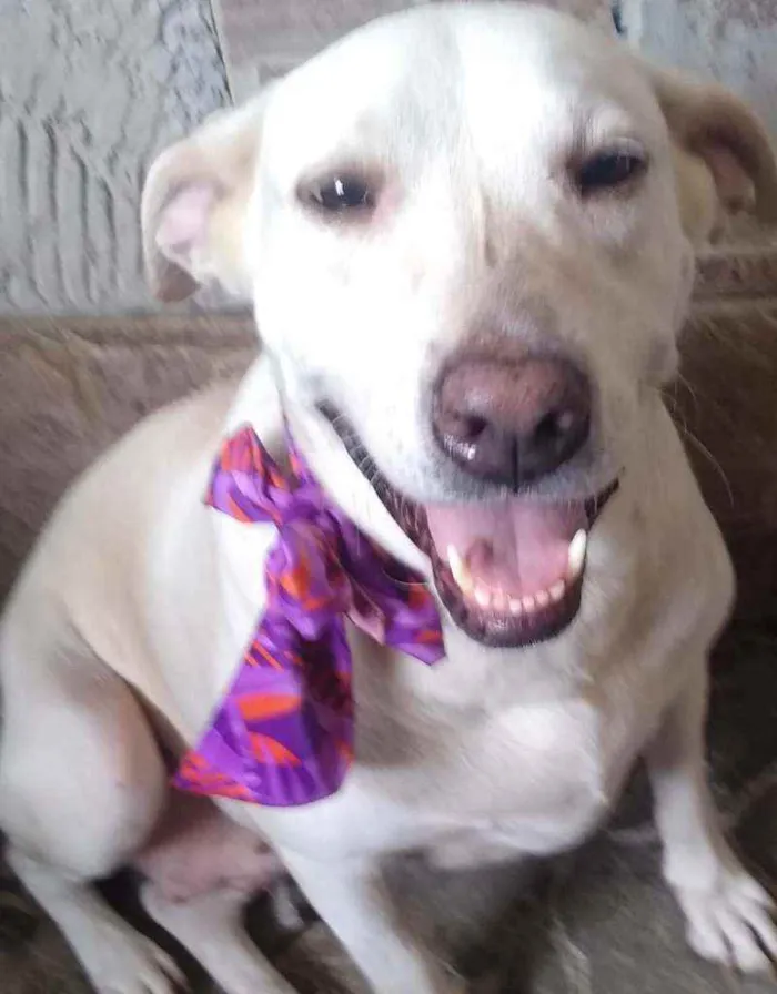 Cachorro raça Mestiça  (labrador) idade 4 anos nome Akira 