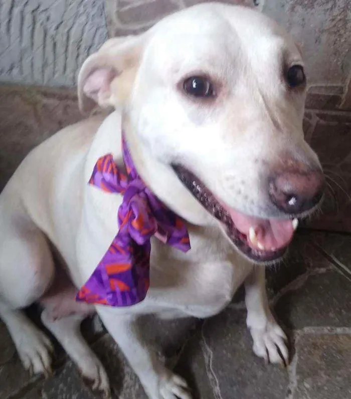 Cachorro raça Mestiça  (labrador) idade 4 anos nome Akira 