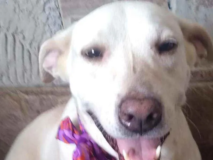 Cachorro raça Mestiça  (labrador) idade 4 anos nome Akira 