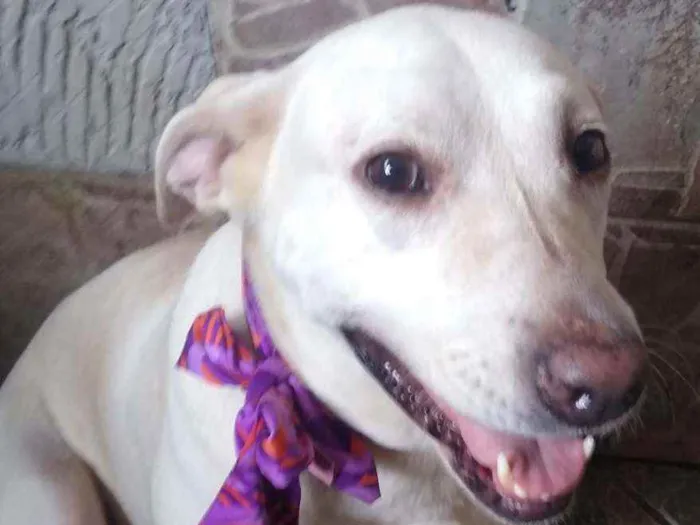 Cachorro raça Mestiça  (labrador) idade 4 anos nome Akira 