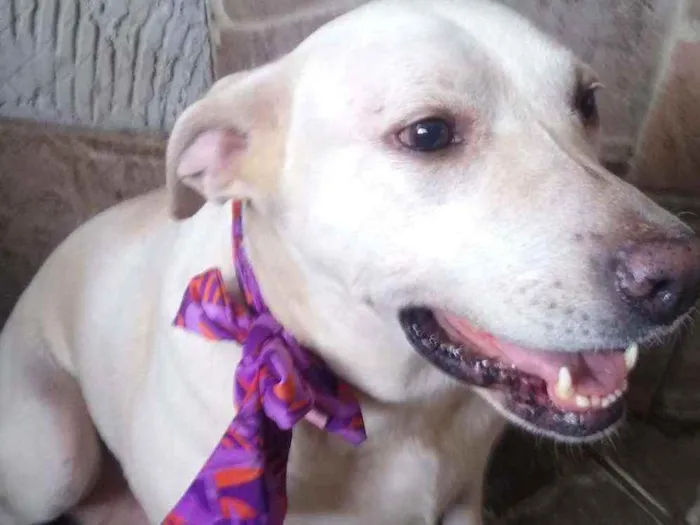 Cachorro raça Mestiça  (labrador) idade 4 anos nome Akira 