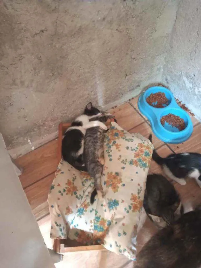 Gato ra a Vira lats idade 2 a 6 meses nome Gatinhos