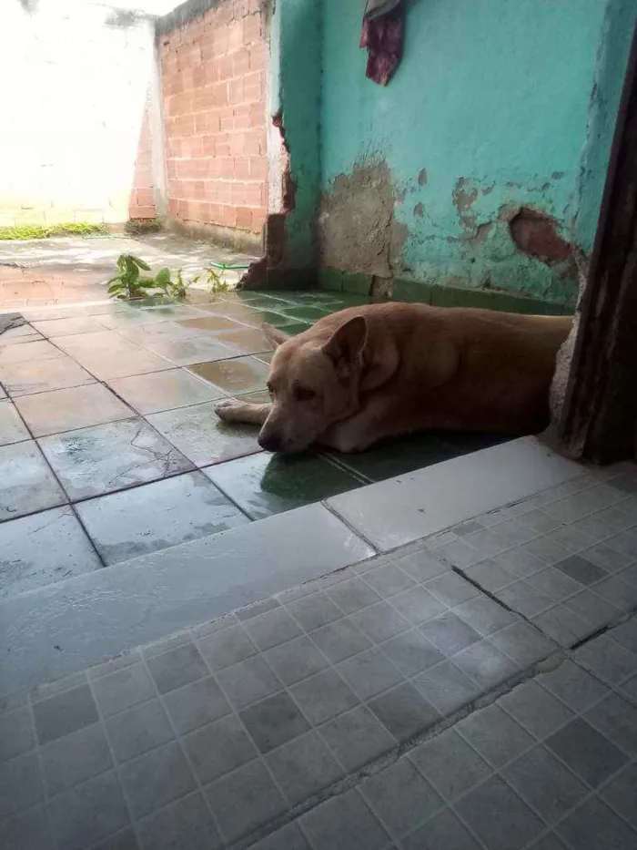 Cachorro ra a Labrador com pitibul  idade 4 anos nome Guerreiro 