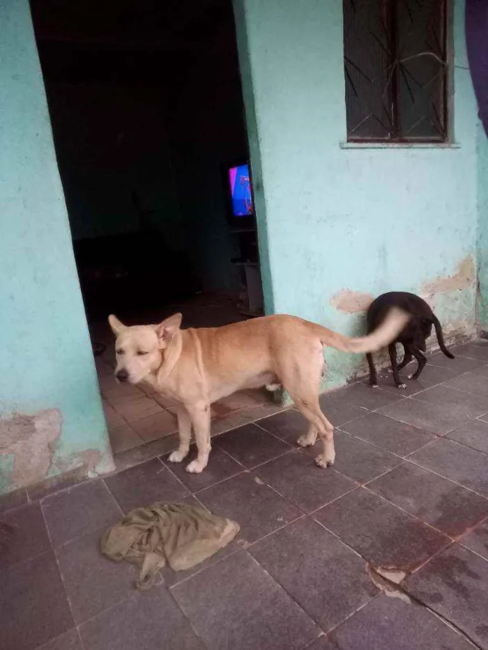 Cachorro ra a Labrador com pitibul  idade 4 anos nome Guerreiro 