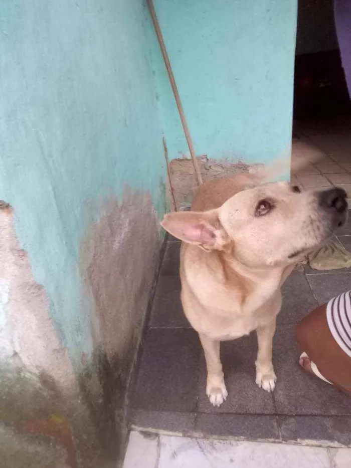 Cachorro ra a Labrador com pitibul  idade 4 anos nome Guerreiro 