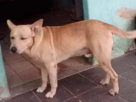 Cachorro ra a Labrador com pitibul  idade 4 anos nome Guerreiro 