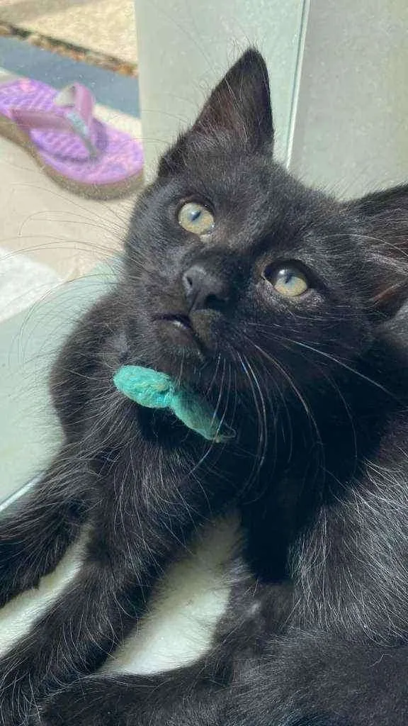 Gato ra a Srd idade 2 a 6 meses nome Ônix