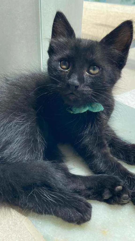 Gato ra a Srd idade 2 a 6 meses nome Ônix