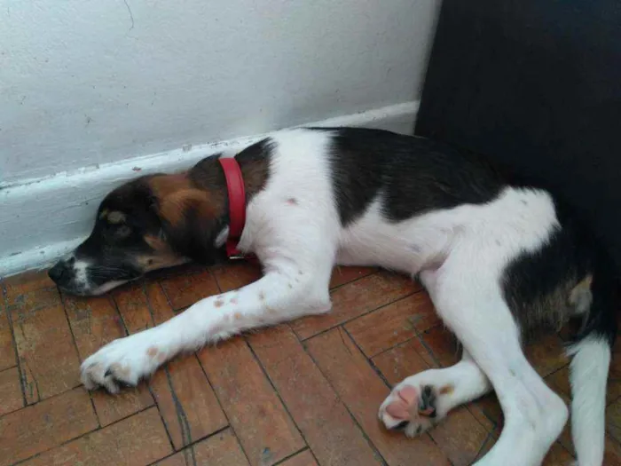 Cachorro raça SRD idade 2 a 6 meses nome Luna