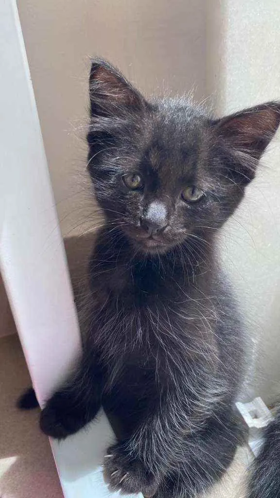 Gato ra a Srd idade 2 a 6 meses nome Ônix
