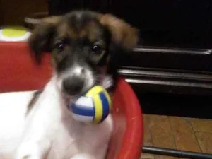 Cachorro raça SRD idade 2 a 6 meses nome Luna