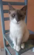Jamal