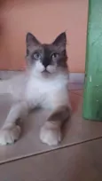 Jamal